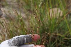 Juncus dubius