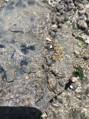 Urosalpinx cinerea image