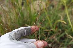 Juncus dubius