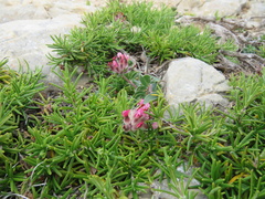 Anthyllis vulneraria maura
