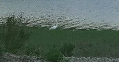 Ardea alba