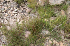 Juncus dubius