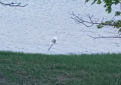 Ardea alba
