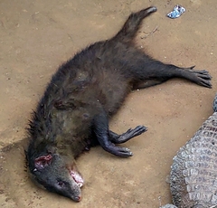 Crossarchus platycephalus