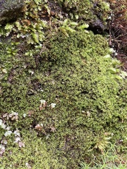 Amphidium lapponicum