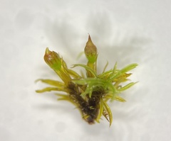 Amphidium lapponicum