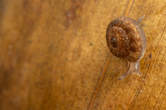 Phenacohelix