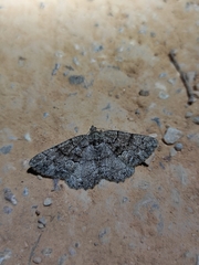 Peribatodes ilicaria