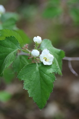 Crataegus biltmoreana