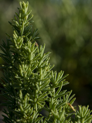Asparagus macrorrhizus