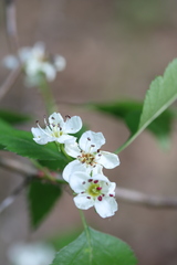 Crataegus biltmoreana