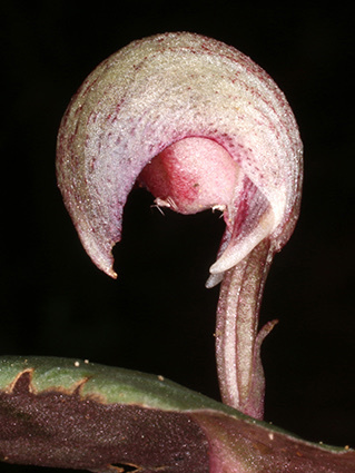 Spurred Helmet-orchid
