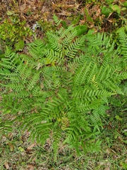 Pteridium caudatum