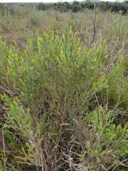 Baccharis articulata