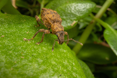 Lyperobates