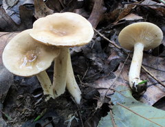 Lactarius fumosus