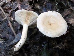 Lactarius fumosus