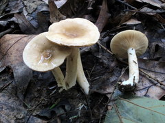 Lactarius fumosus