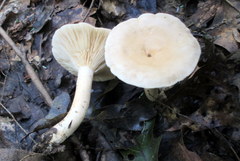 Lactarius fumosus