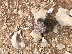 Daucus carota halophilus