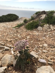 Daucus carota halophilus