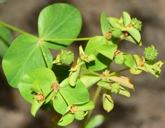 Euphorbia paniculata