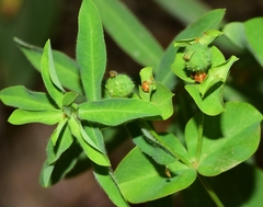 Euphorbia paniculata