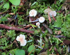 Marasmiellus praeacutus