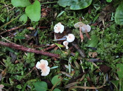 Marasmiellus praeacutus