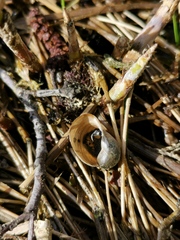 Ampullaceana balthica