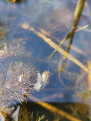 Ampullaceana balthica