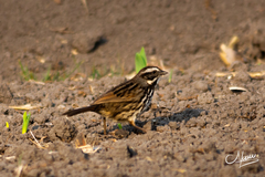 Melospiza melodia