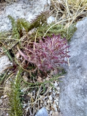Pedicularis rubens
