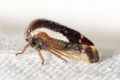 Ophiderma flavicephala