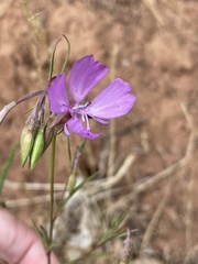 Clarkia biloba brandegeeae