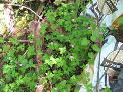Robertium
