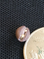 Pseudopusula sanguinea