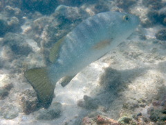 Lutjanus novemfasciatus