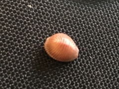 Pseudopusula sanguinea