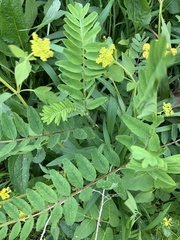 Astragalus canadensis