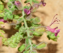 Teucrium intricatum