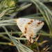 Eublemma porphyrinia - Photo (c) Pavel Gorbunov, algunos derechos reservados (CC BY-NC), subido por Pavel Gorbunov