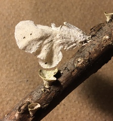 Poronidulus conchifer image
