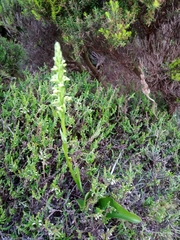 Platanthera pollostantha