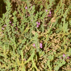 Teucrium intricatum