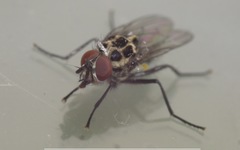 Anthomyia pluvialis