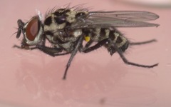 Anthomyia pluvialis