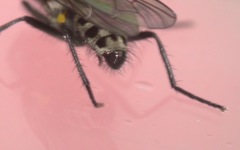Anthomyia pluvialis