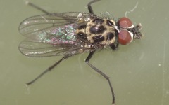 Anthomyia pluvialis