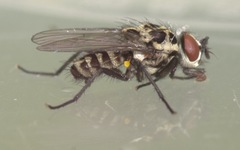 Anthomyia pluvialis